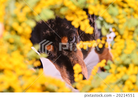 含羞草和達克斯 20214551