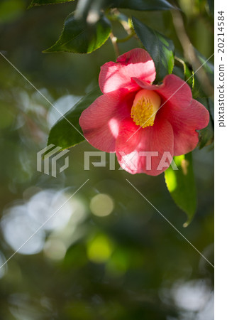 Light Shigeru Cold Camellia Light Shigeru Cold Camellia 20214584