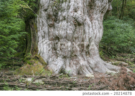 Jomon cedar Yakushima 20214878