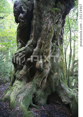 Yakushima's forest Yaku cedar 20214907