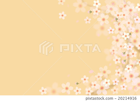 櫻花 20214916