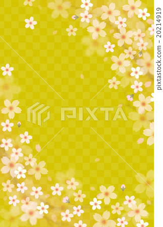 Cherry blossoms 20214919