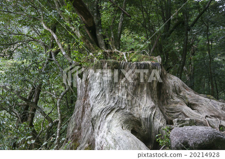 Yakushima 20214928