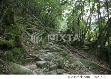 Yakushima 20214929