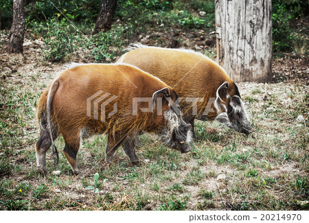 Pair of Red river hog (Potamochoerus porcus), animal scene Pair of Red river hog (Potamochoerus porcus), animal scene 20214970