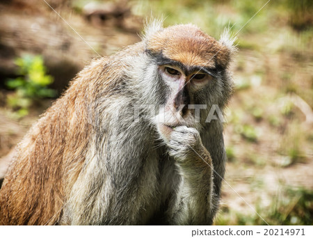 Patas monkey portrait, animal scene 20214971