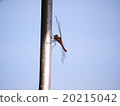 Red dragonfly 20215042