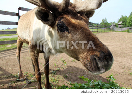 Young curious elk  Young curious elk  20215055