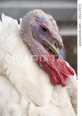 The head of a turkey with  red beard 20215072