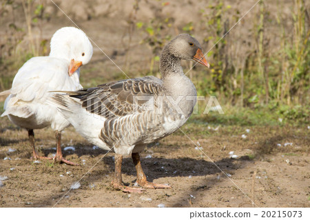 Gray and white duck  20215073