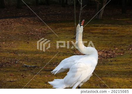 Swan during break 20215085