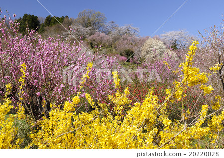 福島縣福島市Hanamiyama公園的春天 20220028