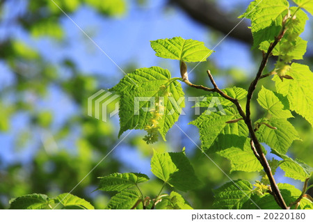 Urihadada楓（竹根）Kamikochi 20220180