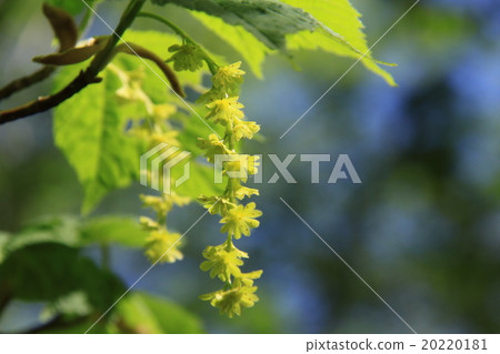 Urihadada楓（竹根）Kamikochi 20220181