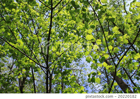 Urihadada楓（竹根）Kamikochi 20220182