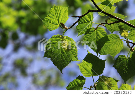 Urihadada楓（竹根）Kamikochi 20220183