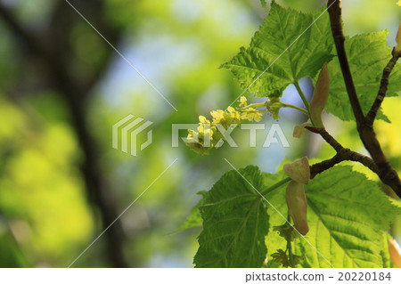 Urihadada楓（竹根）Kamikochi 20220184