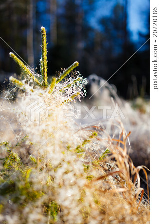 Small spruce and frost hay morning sun 20220186