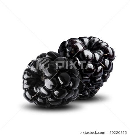 Blackberry Isolate on White Background 20220853