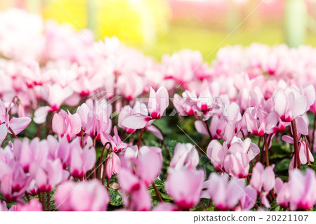 Close up of colorful variegated cyclamen flowers 20221107