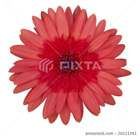 red gerbera flower isolated on white 20221761