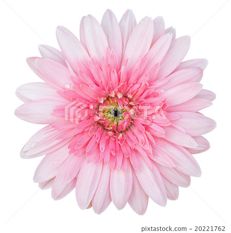 pink gerbera flower isolated on white pink gerbera flower isolated on white 20221762
