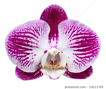 purple phalaenopsis orchid isolated on white purple phalaenopsis orchid isolated on white 20221765