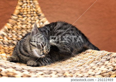 scraping cat on a wicker chair 20222469