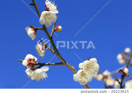 White plum blossoms 5 White plum blossoms 5 20223615