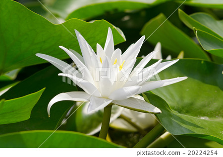 Water lily 20224254
