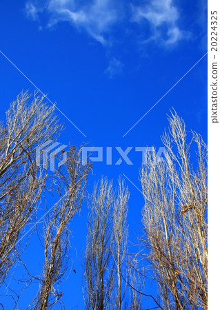 Poplar and winter blue sky Poplar and winter blue sky 20224325