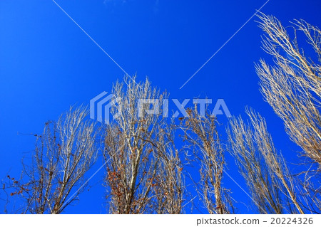 Poplar and winter blue sky Poplar and winter blue sky 20224326