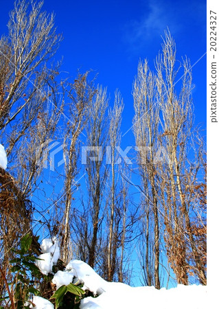 Poplar and winter blue sky Poplar and winter blue sky 20224327