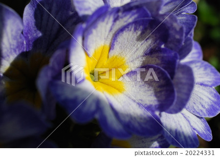 Primula 20224331