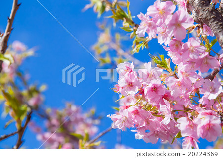 河津櫻花櫻花盛開Izu Hayokori Sakura櫻花圖像素材複製空間背景素材文字字母 20224369