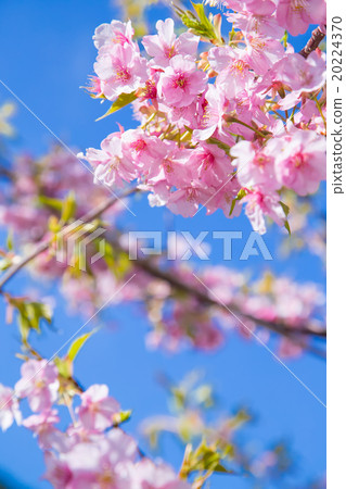 河津櫻花櫻花盛開Izu Hayokori Sakura櫻花圖像素材複製空間背景素材文字字母 20224370