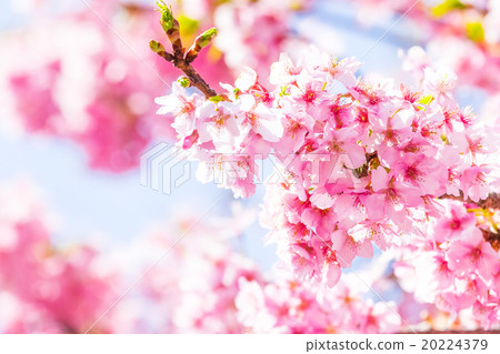 河津櫻花櫻花盛開Izu Hayokori Sakura櫻花圖像素材複製空間背景素材文字字母 20224379