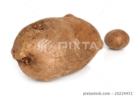 Huge potato Huge potato 20224451