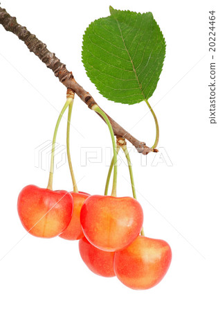 Sweet cherry on the branch Sweet cherry on the branch 20224464