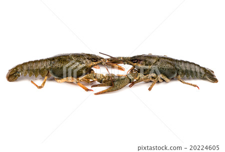 Crayfish Crayfish 20224605
