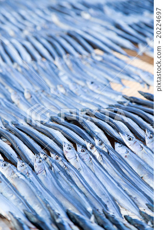 Sanma no Maru幹Sanma日本幹幹量 20224697