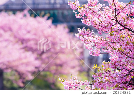 Kawazu cherry blossoms cherry blossoms early in bloom Izu Shizuoka Sakura cherry blossoms image material copy space background material characters 20224881