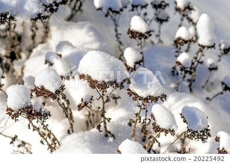 snow-hat on sedum snow-hat on sedum 20225492