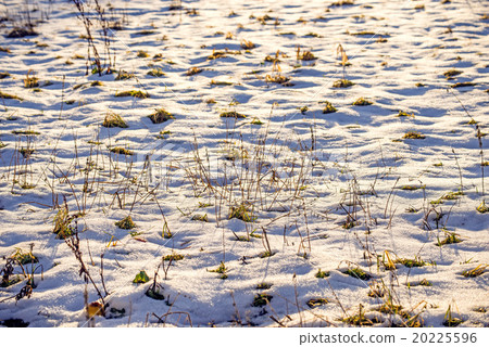 meadow with snow cover meadow with snow cover 20225596