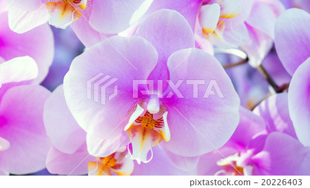 Violet orchid in the garden. 20226403