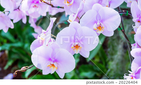 Violet orchid in the garden. 20226404