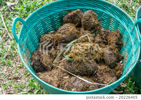 excrement elephant in the basket 20226405