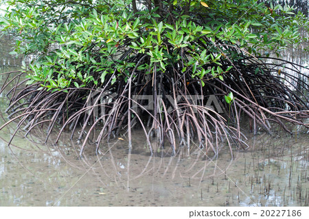 Mangroves forest 20227186