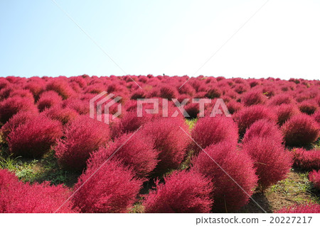 KOKIA KOKIA 20227217