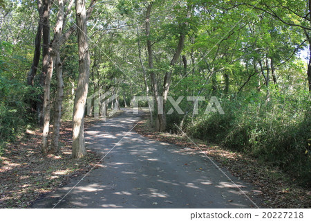 森林公路 森林公路 20227218